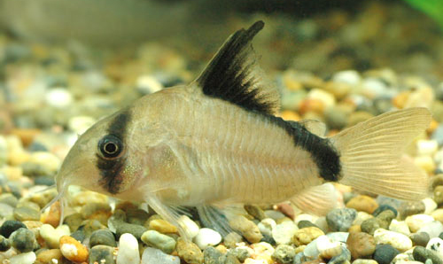 CORYDORAS METAE